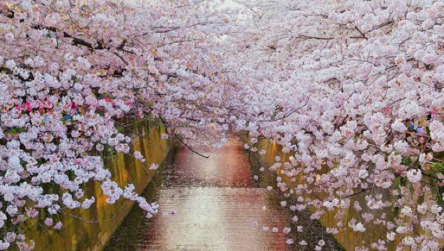 東京市區夜景一日遊|淺草寺 +上野公園+秋葉原+皇居+東京鐵塔