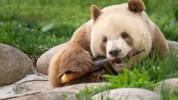 秦嶺四寶科學公園+樓觀台國家森林公園一日遊【看國寶，逛仙山】