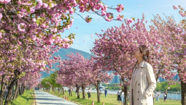 Etelä-Korean kirsikkakukkaisten päiväretki | Namin saari × Rautatiepyöräily × Maisan puiston kirsikkapuut