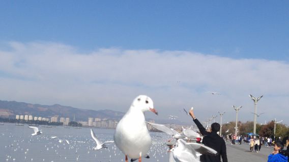 昆明滇池+石林風景區包車一日遊【獨立純玩-私享定制】