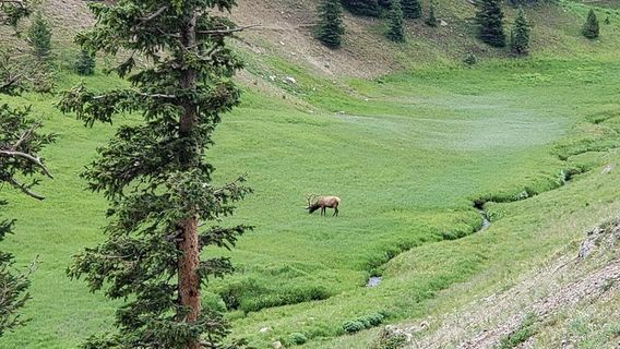 Estes ParkTours