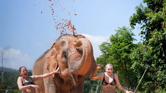 Chiang Mai Elephant Jungle Sanctuary Half Day Tour in Chiang Mai, Thailand