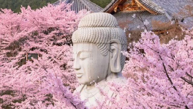 京都吉野山賞櫻一日遊·奈良公園東大寺吉野山千本櫻壺坂寺