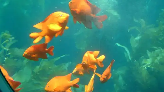 Yellow Semi-Submarine Tour of Catalina Island From Avalon