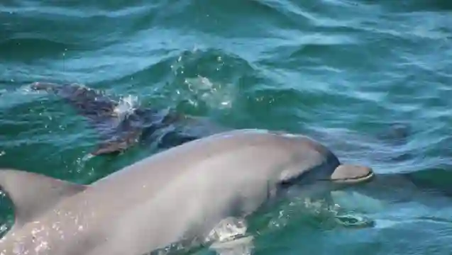 雪梨史蒂芬斯港一日遊普通話司導覽海豚滑沙看無額外費用
