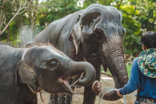 Pang Chang Kamala l Elephant Camp Phuket & Mountain ATV by ช้างให้ (มีตัวเลือกโหนสลิงในป่า)|เอทีวีขั