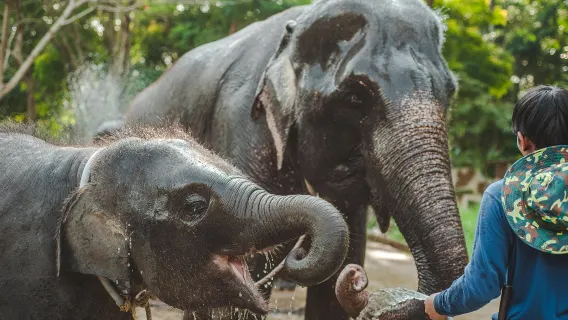 Phuket Kamala Sea View Elephant Camp Activities [Optional Ziplining]|ATV mountain off-road adventure|Elephant rides|Elephant Bathing
