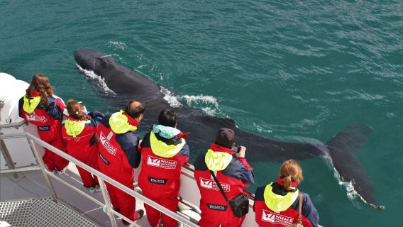 Akureyri: Whale-Watching Cruise