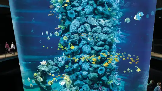 Poema del Mar - Aquarium Gran Canaria: Skip The Line Ticket