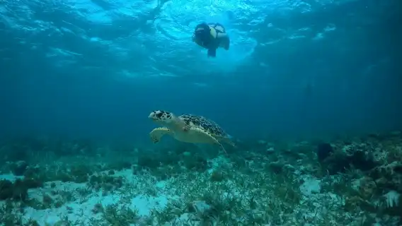 Cancun snorkelling experience with turtles, reef and shipwreck