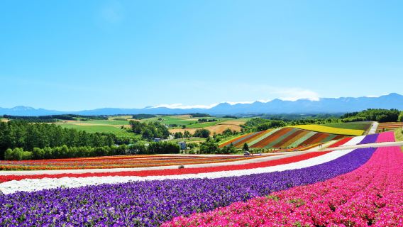 富良野