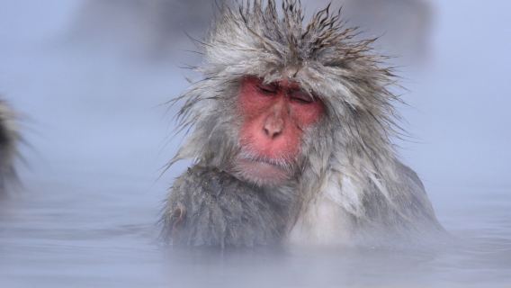 1-day tour to see snow monkeys from Tokyo with sukiyaki lunch (English-speaking guide)