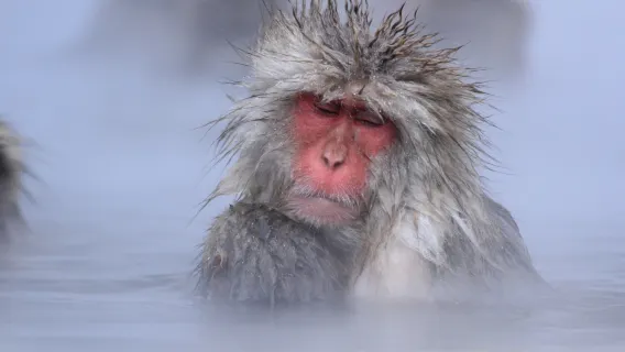 Snow Monkey one-day tour from Tokyo with Sukiyaki Lunch (English guide)
