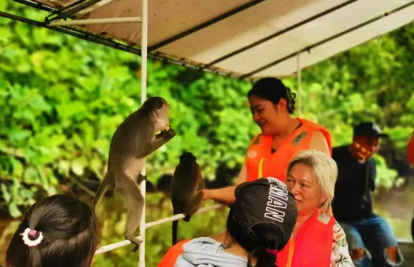 沙巴亞庇天鏡紅樹林一日遊 真kawakawa螢火蟲長鼻猴半