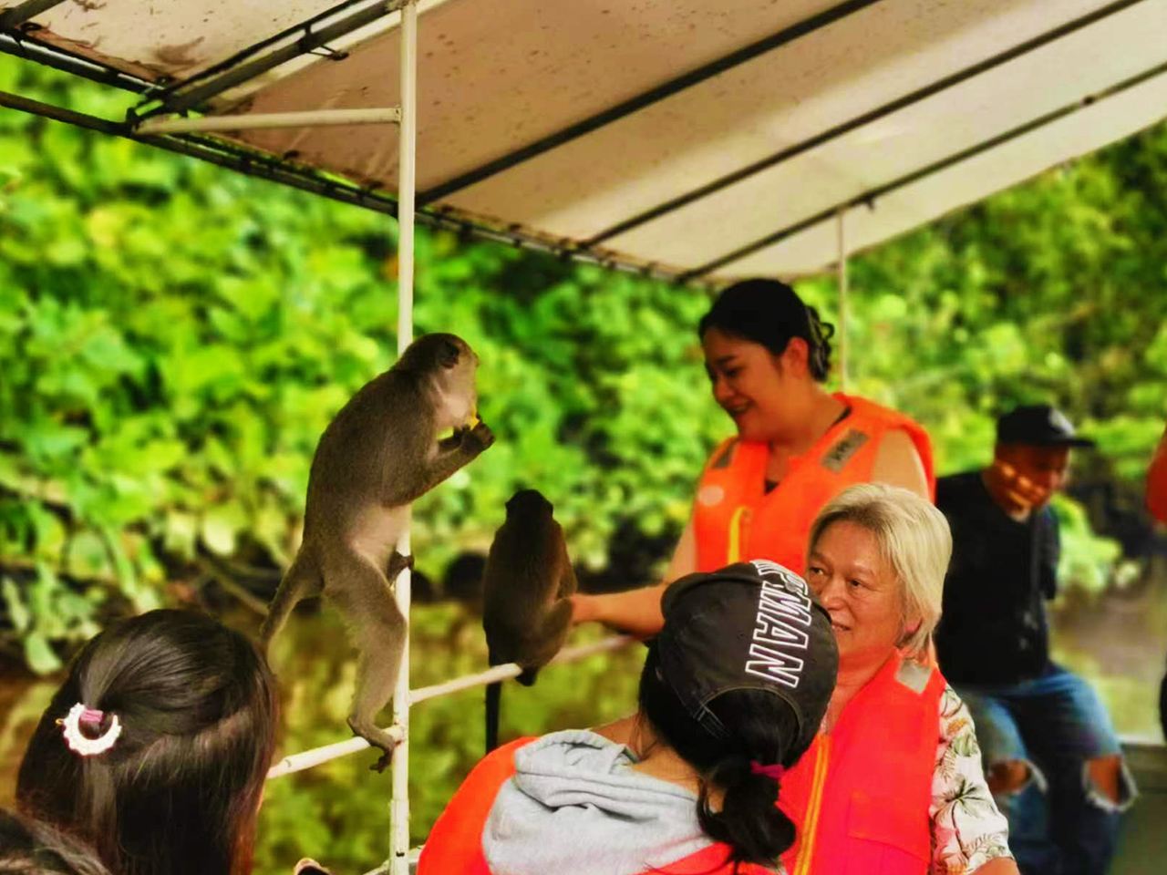 Sabah Kota Kinabalu Tagesausflug zum Spiegel-Mangrovenwald mit Halbtagestour zu den Kawakawa-Feuerfliegen und Nasenaffen