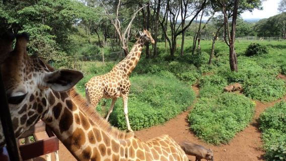 Nairobi National Park Full-Day Tour: Private 4WD with Guide