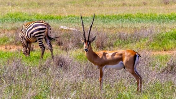 Excursion d'une journée ou d'une demi-journée au parc national de Nairobi avec guide