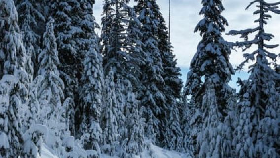 Kiruna: Daytime Snowshoe Hike