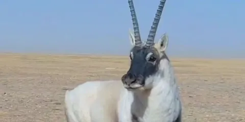 贈送氧氣】可可西里【生命樹取景地】索南達傑保護站