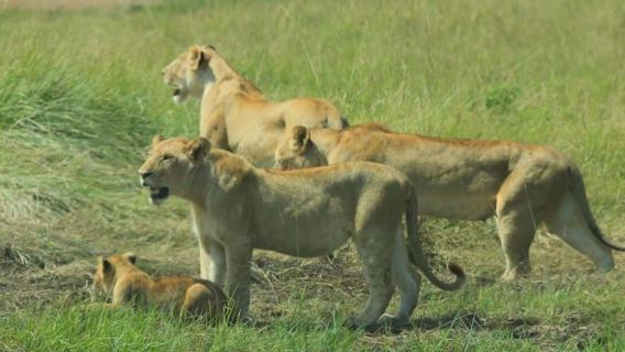 Lake Nakuru & Naivasha National Park Wildlife Highlights