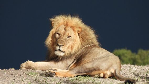 ซาฟารีกลุ่มเล็กอุทยานแห่งชาติโชเบจากน้ำตกวิกตอเรีย