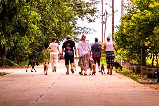 Дневной визит в приют P.A.W.S.