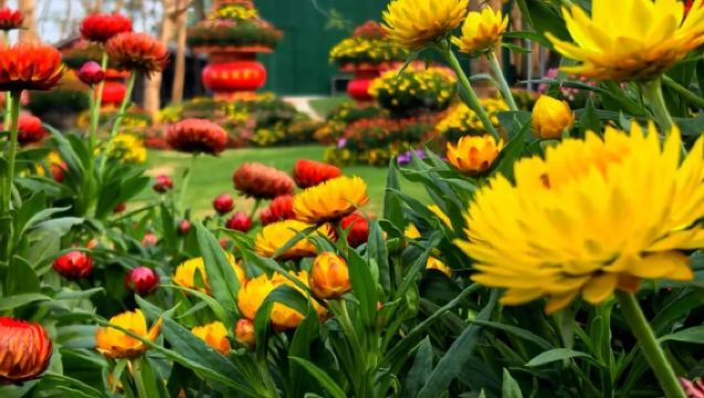 茂名包車|打卡高州嶺南鳳凰園+粵龍山+仙人洞一日遊