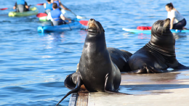 Mother's Beach Playground 2-Hour Paddleboarding Trip: A kayaking and paddleboarding experience with sea lions.
