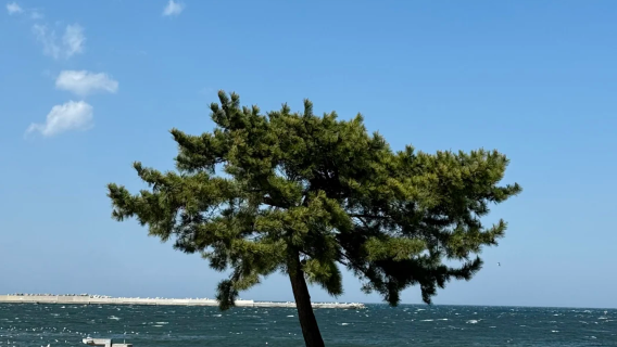 青森発 │ 種差海岸芝地生地+蕪島神社+八戸シーフードセンター【混載ツアーワンデーツアー】