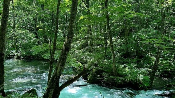 日本青森-奧入瀨溪流-酸湯溫泉-八甲田山-中文私享行