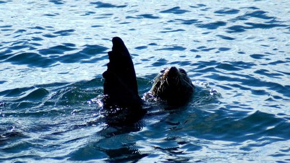 オークランド：ティカパ・モアナ クジラ、イルカ、島々クルーズ