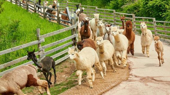 Ημερήσια εκδρομή στο Alpaca World και το Ποδήλατο Σιδηροδρόμου Gangchon από τη Σεούλ