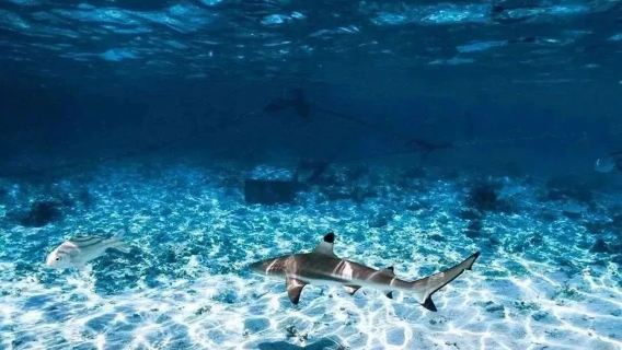 Snorkeling e immersioni con gli squali a Kuata, Fiji|immersione subacquea con squali per subacquei certificati|Istruttore accompagnatore