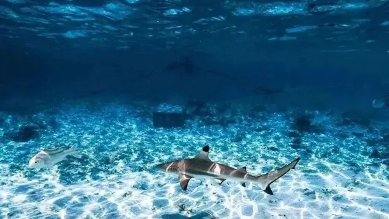 Snorkeling e immersioni con gli squali a Kuata, Fiji|immersione subacquea con squali per subacquei certificati|Istruttore accompagnatore