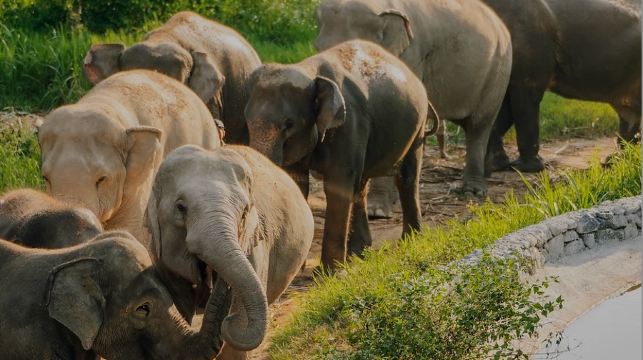 蘇梅島大象王國【餵大象|空中棧道|網紅大象咖啡廳