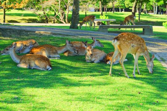 Kyoto Kiyomizu Temple + Fushimi Inari Taisha Shrine + Nara Park one-day tour