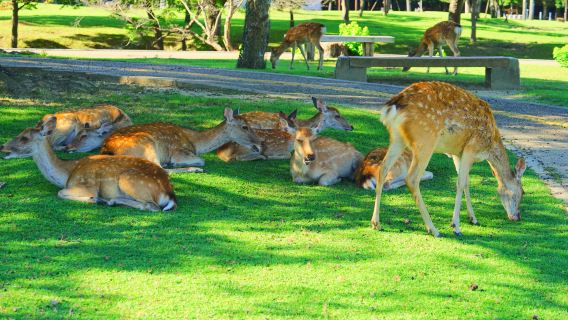 Nara Park, Katsuo-ji Temple, and Arashiyama 1-day tour