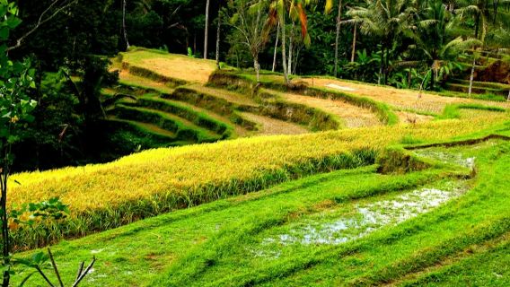 Bali: Pengalaman Menyaksikan Kunang-kunang + Makan Malam Tradisional