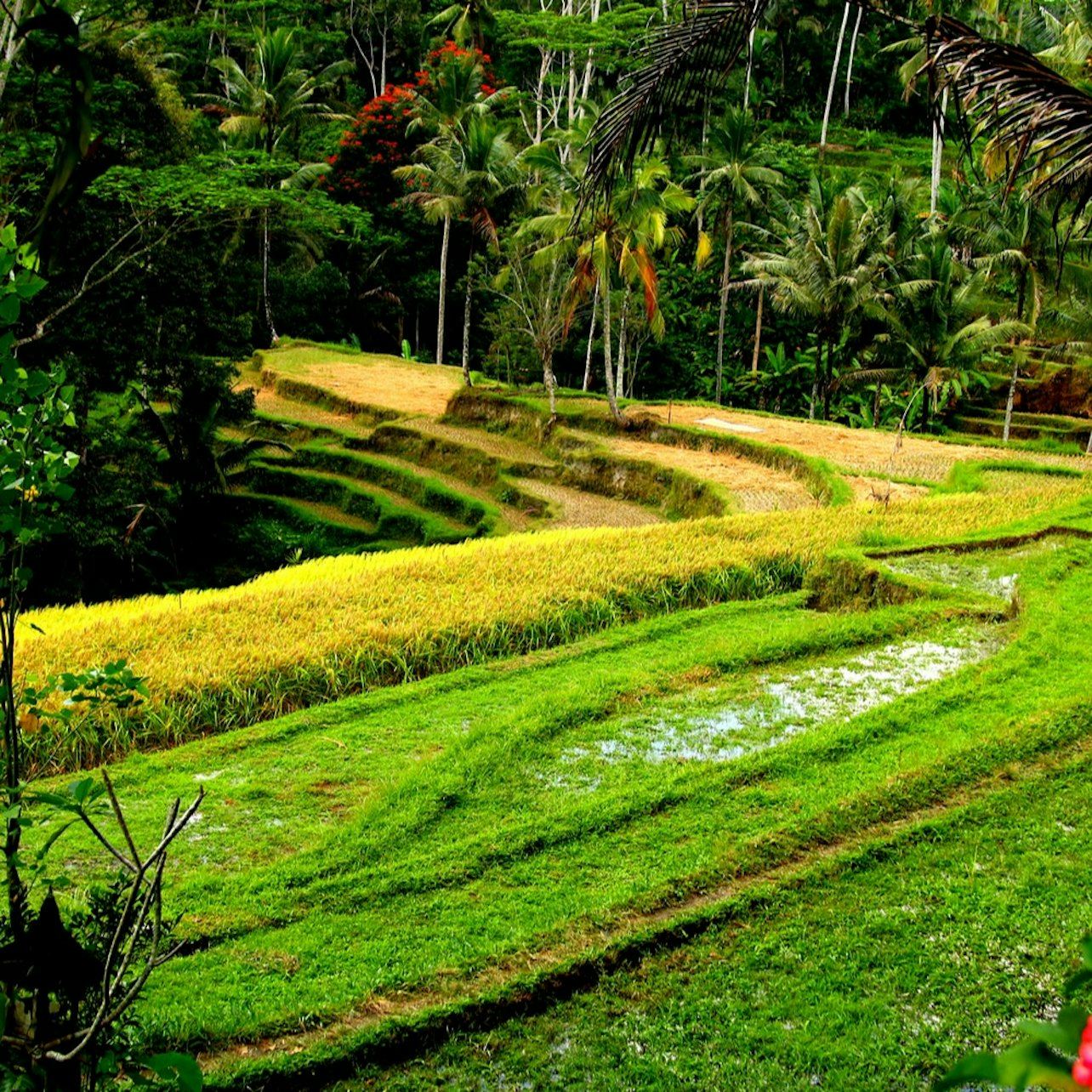 Bali: Pengalaman Menonton Kunang-Kunang + Makan Malam Tradisional