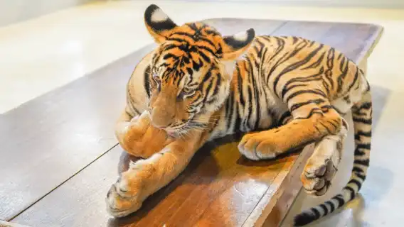 ถ่ายรูปกับสวนเสือพัทยา|รถรับส่งส่วนตัว
