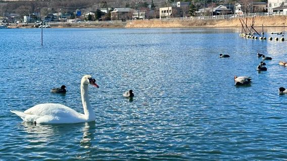 鳴澤村日遊