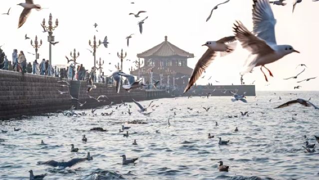 thuê xe riêng tour 1 ngày Bảo tàng Bia Thanh Đảo + Badaguan + Trạm Kiều + Đảo Lúa Mì + Bảo tàng Hải quân