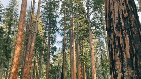 美國洛杉磯來回帝王峽谷或美洲杉/紅杉樹可-12H包車精選