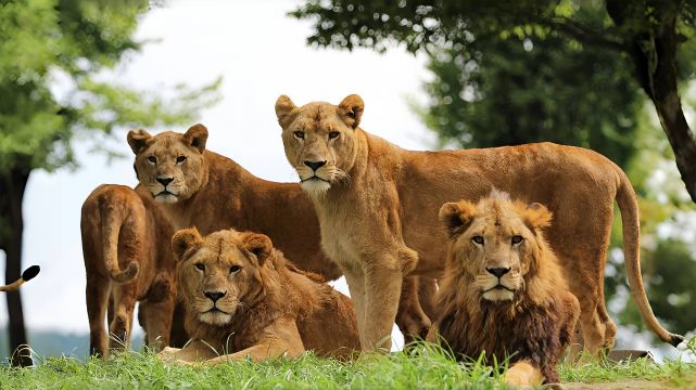 Kyushu Nature Zoo Day Tour