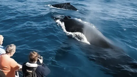 2.5 HOURS WAIKIKI WHALE WATCHING CRUISE 