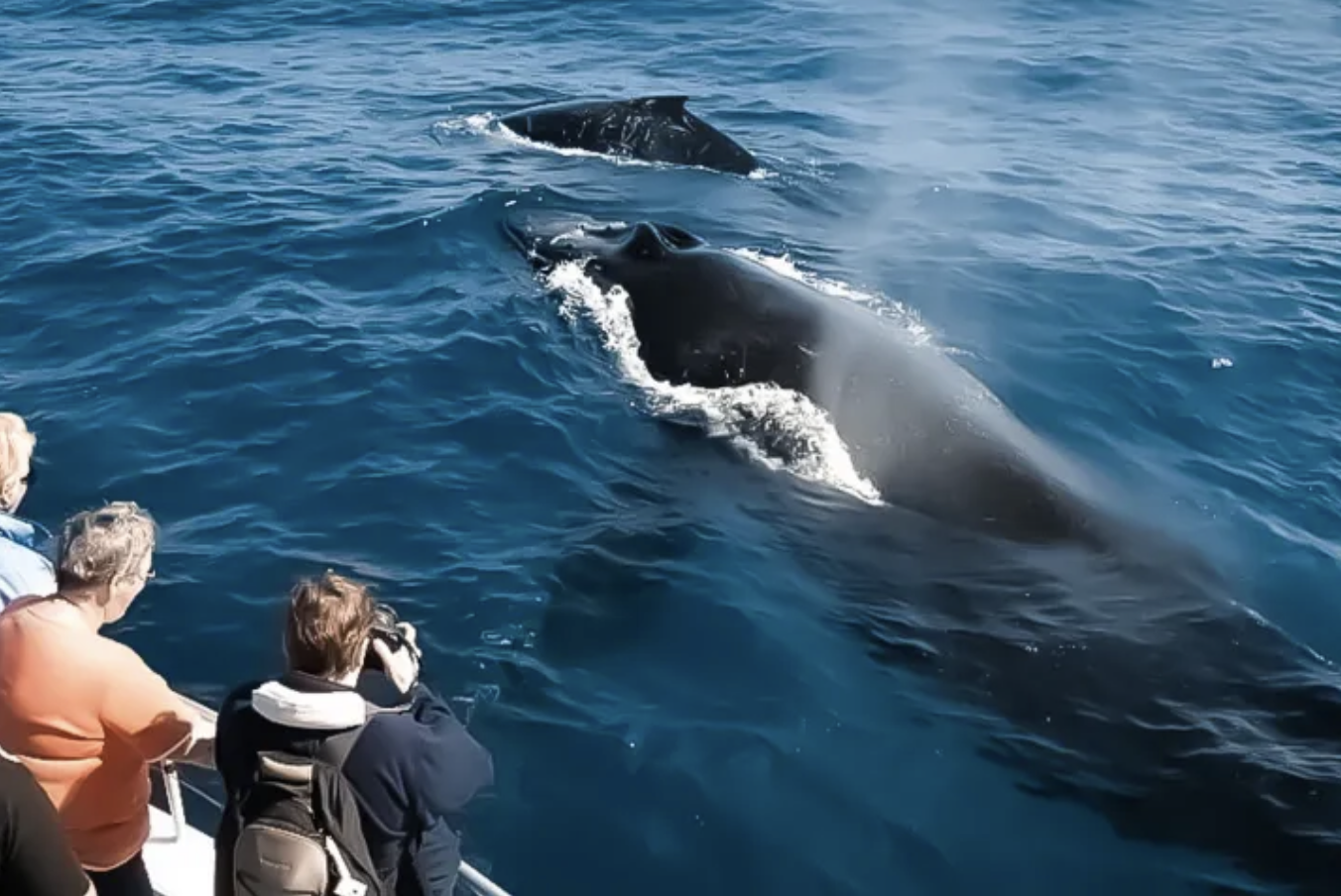 2.5 HOURS WAIKIKI WHALE WATCHING CRUISE 