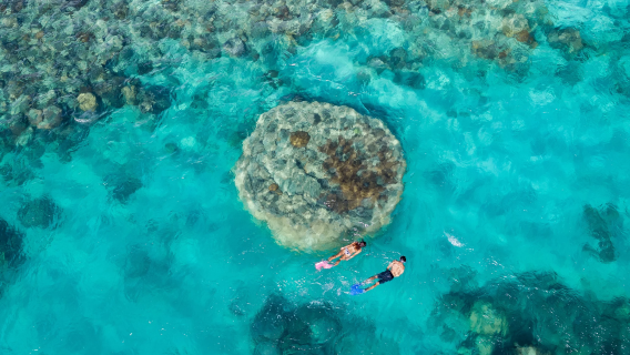 ハートリーフ(ハーディーリーフ)ワンデーツアー【指定ホテル送迎+ランチ+シュノーケリング装備付き】