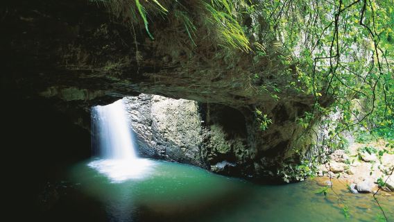 Gold Coast Springbrook National Park + Twin Falls + Natural Bridge, Springbrook National Park Day Tour (Chinese-Speaking Guide)