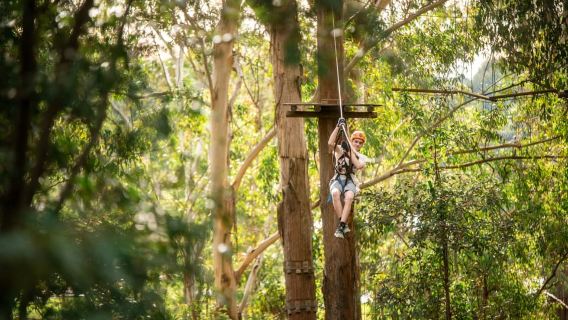 Newcastle: Avventura tra gli alberi