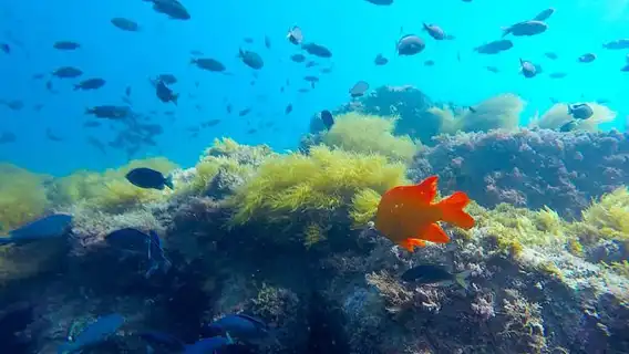 La Jolla: Full-Day Snorkel Gear Rental with Wetsuit Option